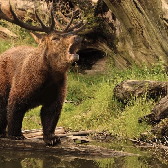 Beer Shirt Deer Bear T Shirt Drinking Hunting Fishing Shirt Party Novelty Gift - Picture 3 of 3